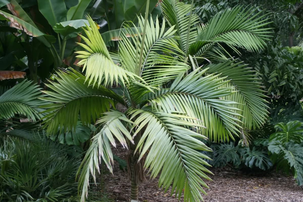 Botanical specimen of Burretiokentia Hapala.