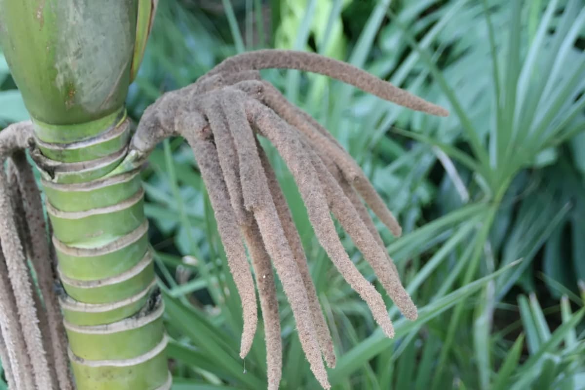 Botanical specimen of Burretiokentia Hapala.