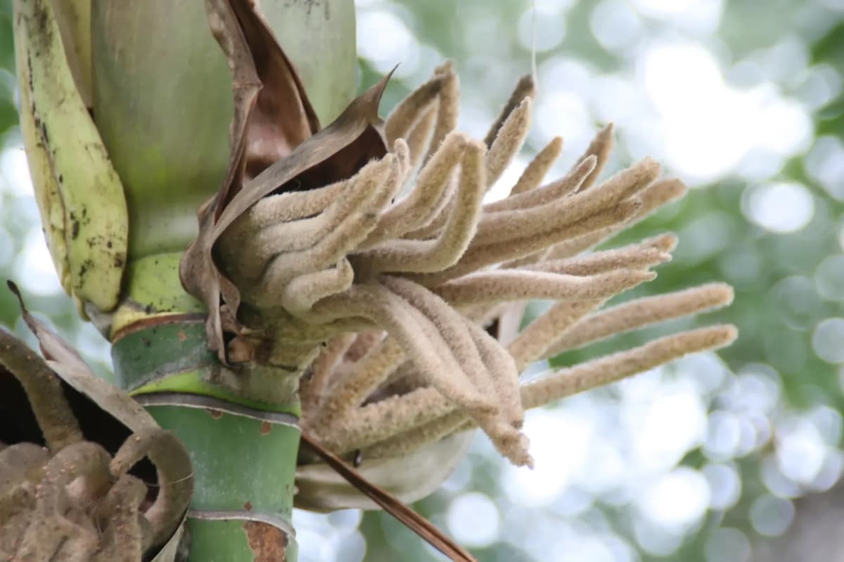 Botanical specimen of Burretiokentia Hapala.