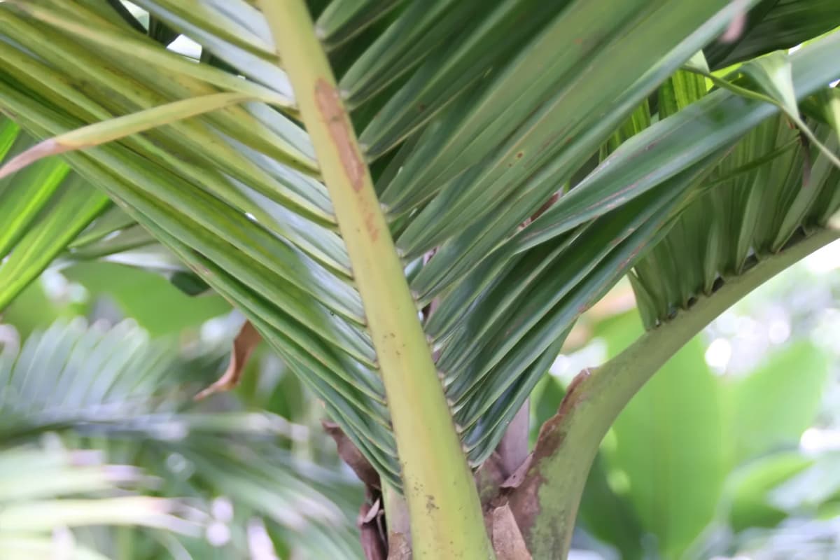 Botanical specimen of Burretiokentia Hapala.