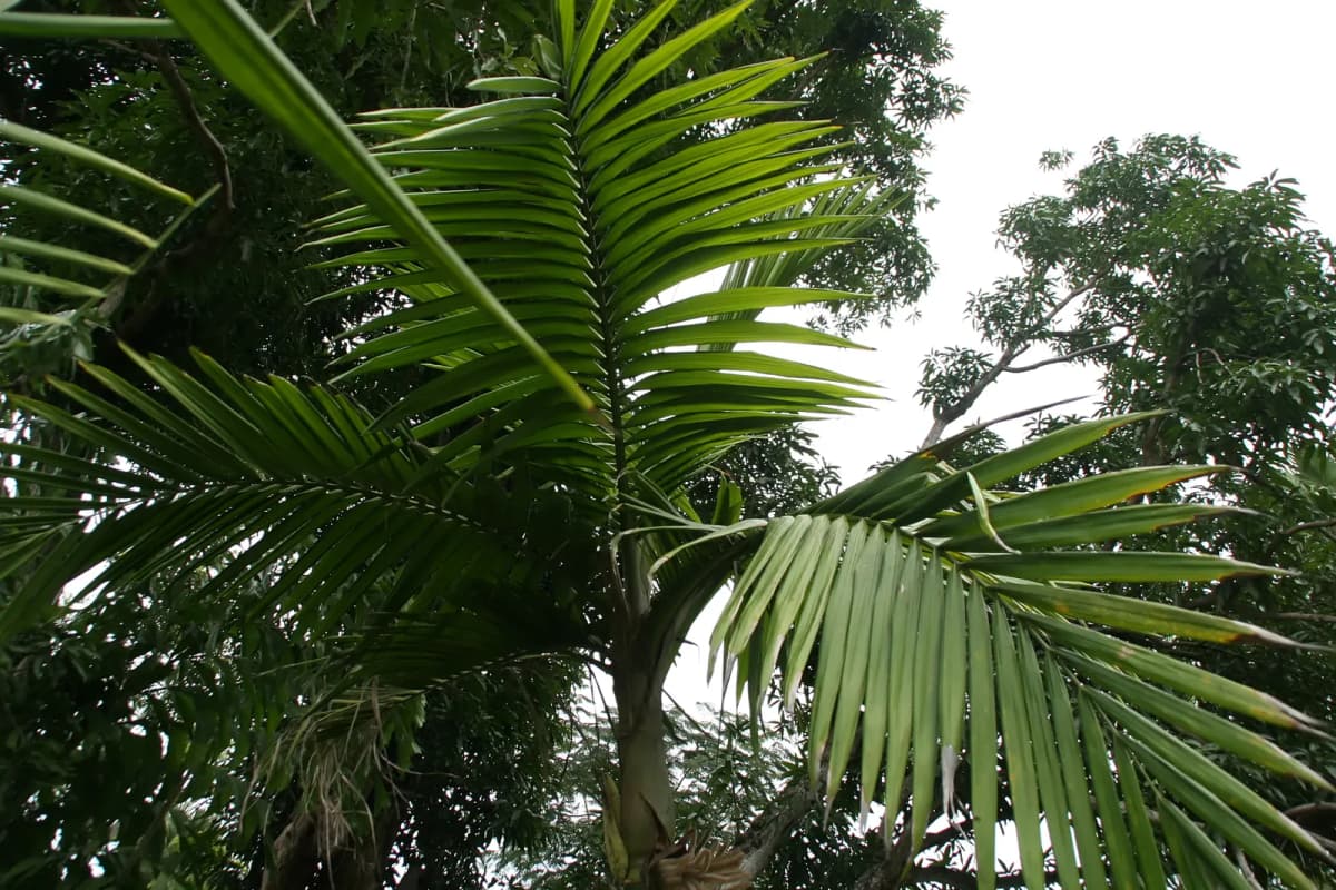 Botanical specimen of Burretiokentia Hapala.