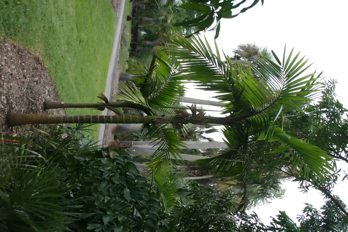 Botanical specimen of Burretiokentia Hapala.