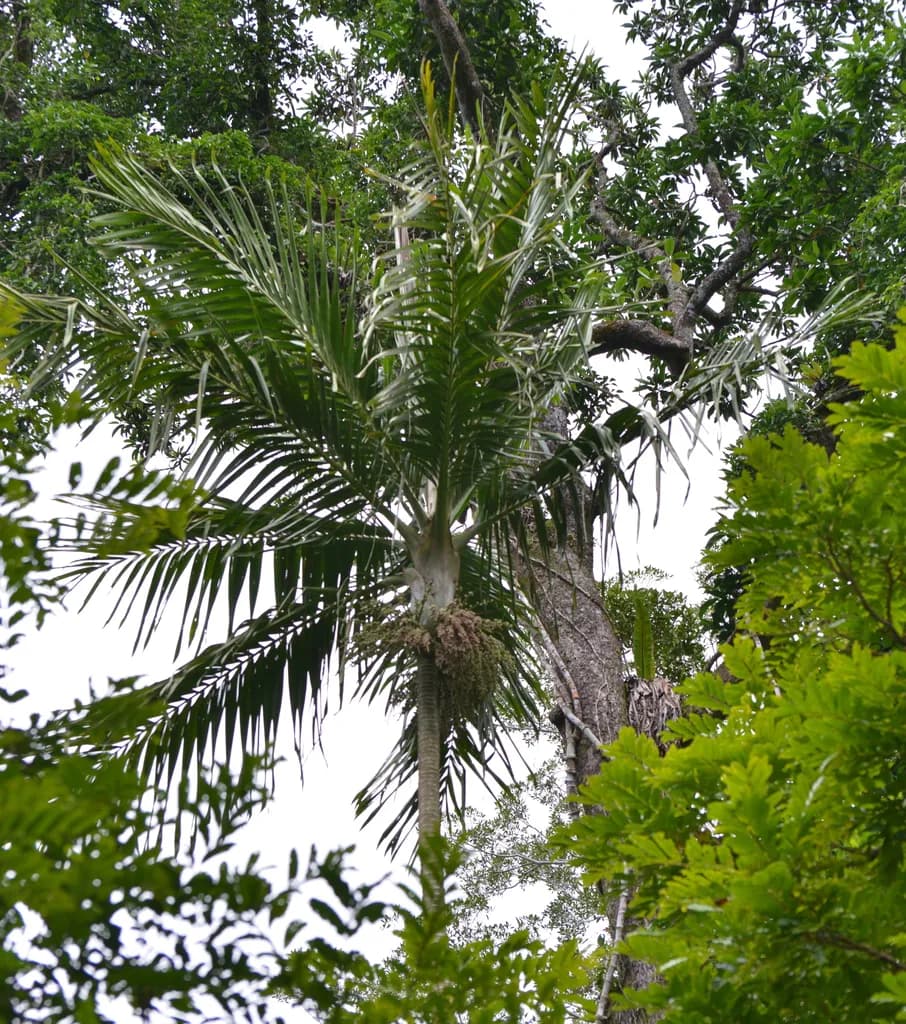 Botanical specimen of Burretiokentia Koghiensis.