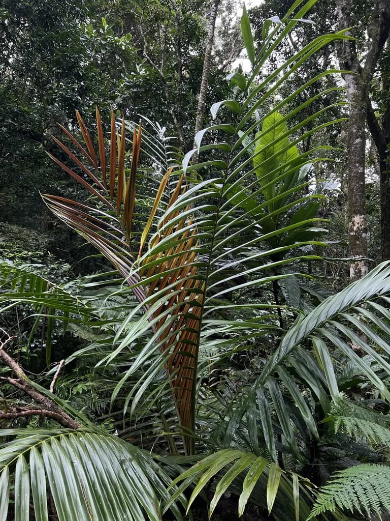 Botanical specimen of Burretiokentia Koghiensis.
