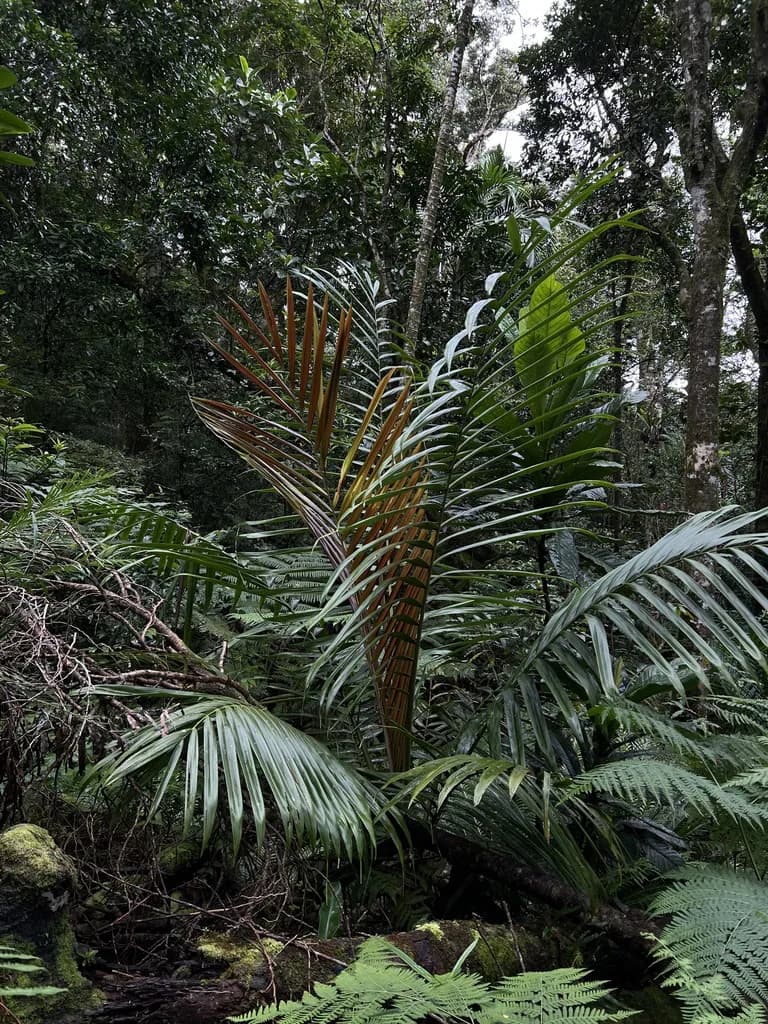 Botanical specimen of Burretiokentia Koghiensis.