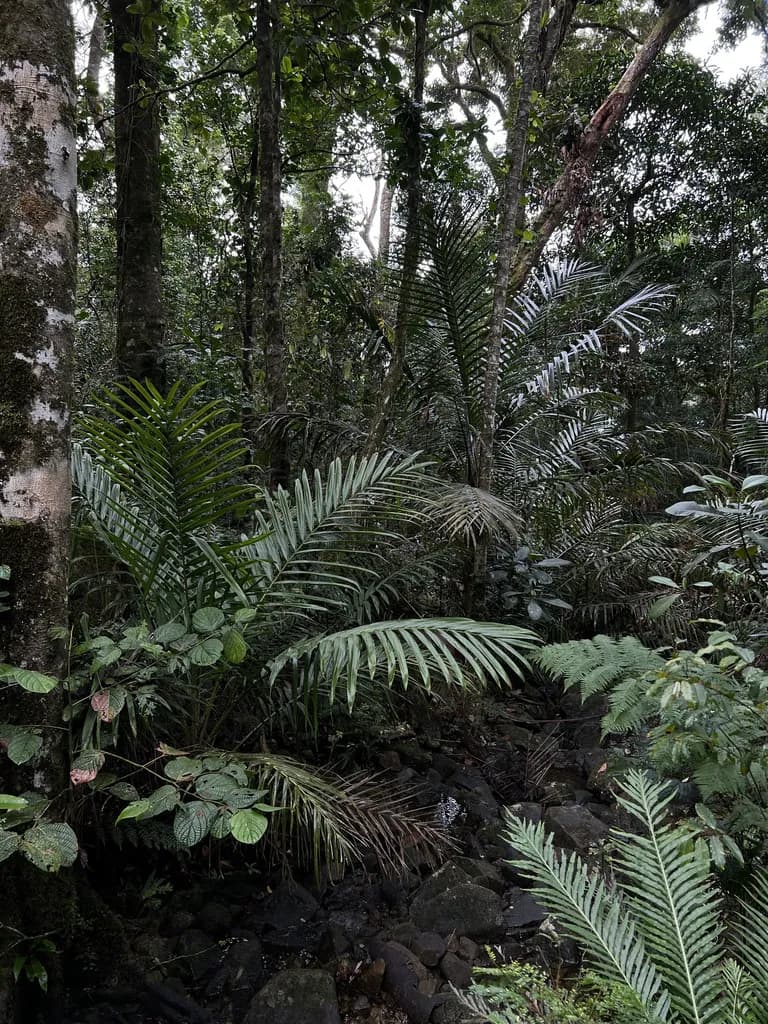 Botanical specimen of Burretiokentia Koghiensis.