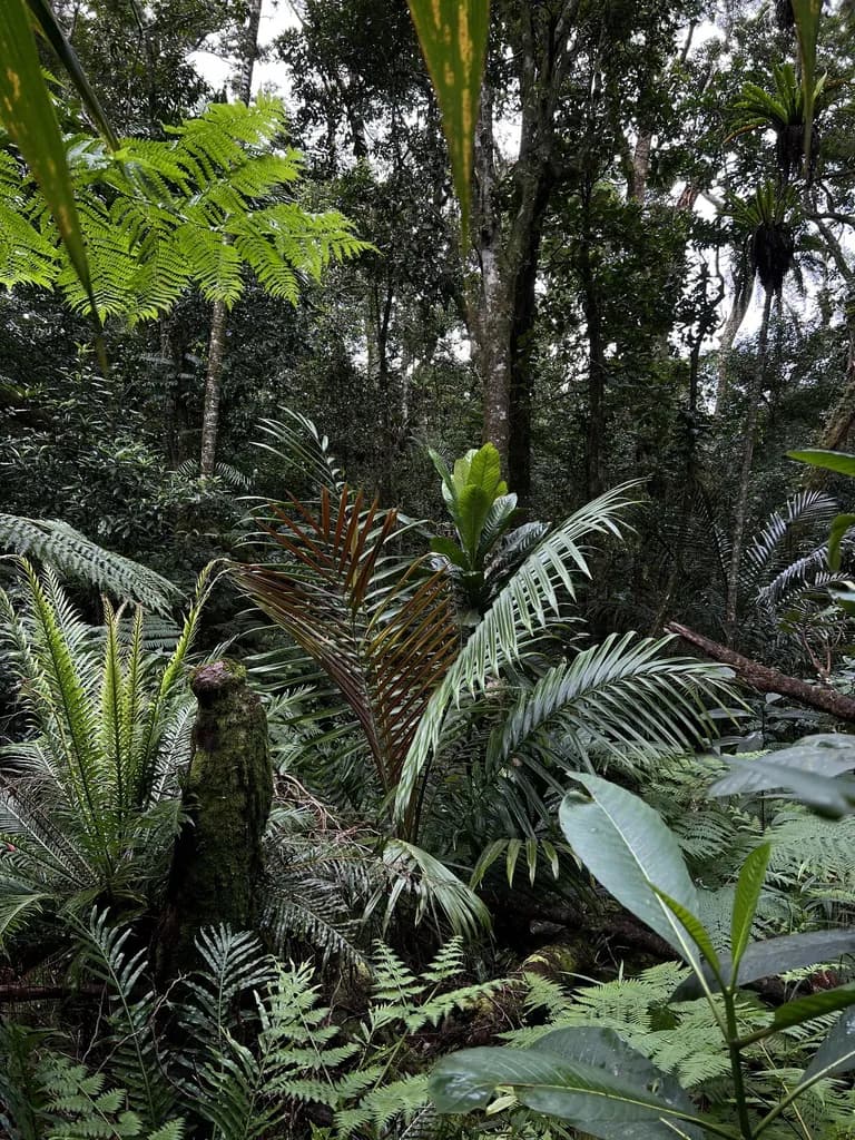 Botanical specimen of Burretiokentia Koghiensis.