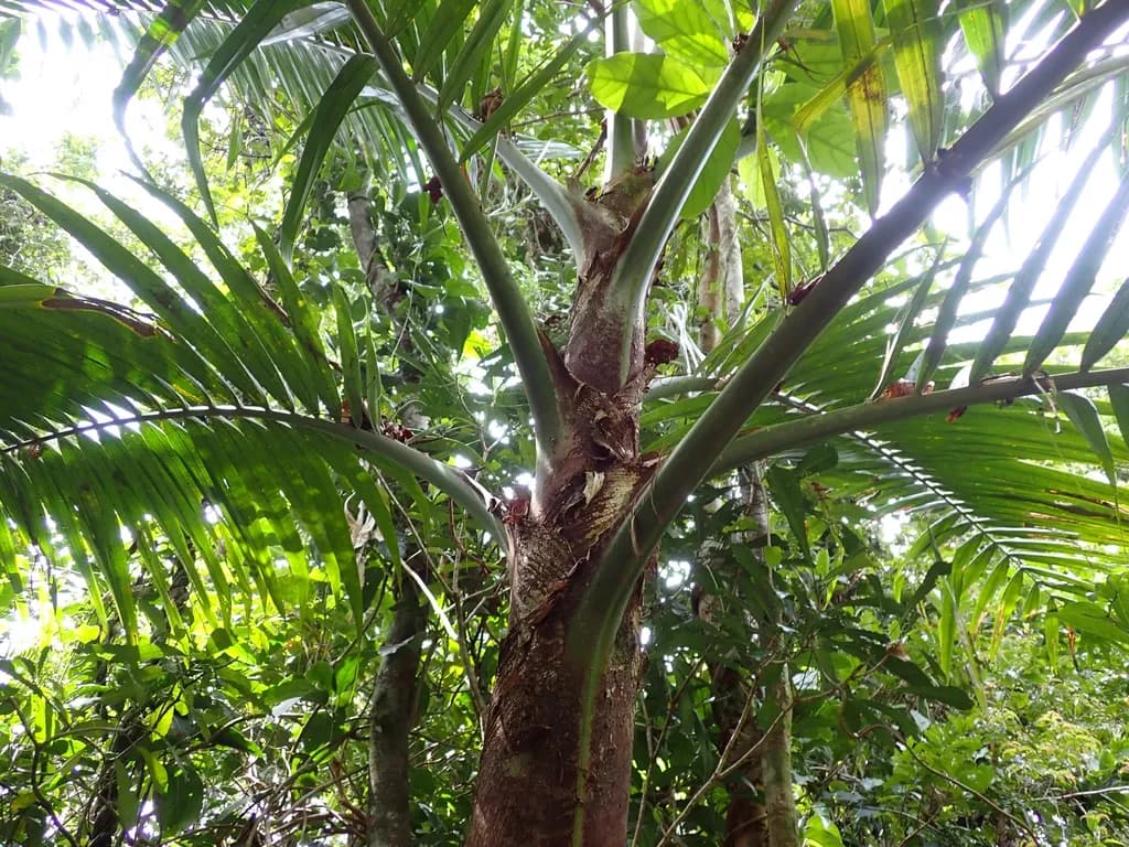 Botanical specimen of Burretiokentia Vieillardii.