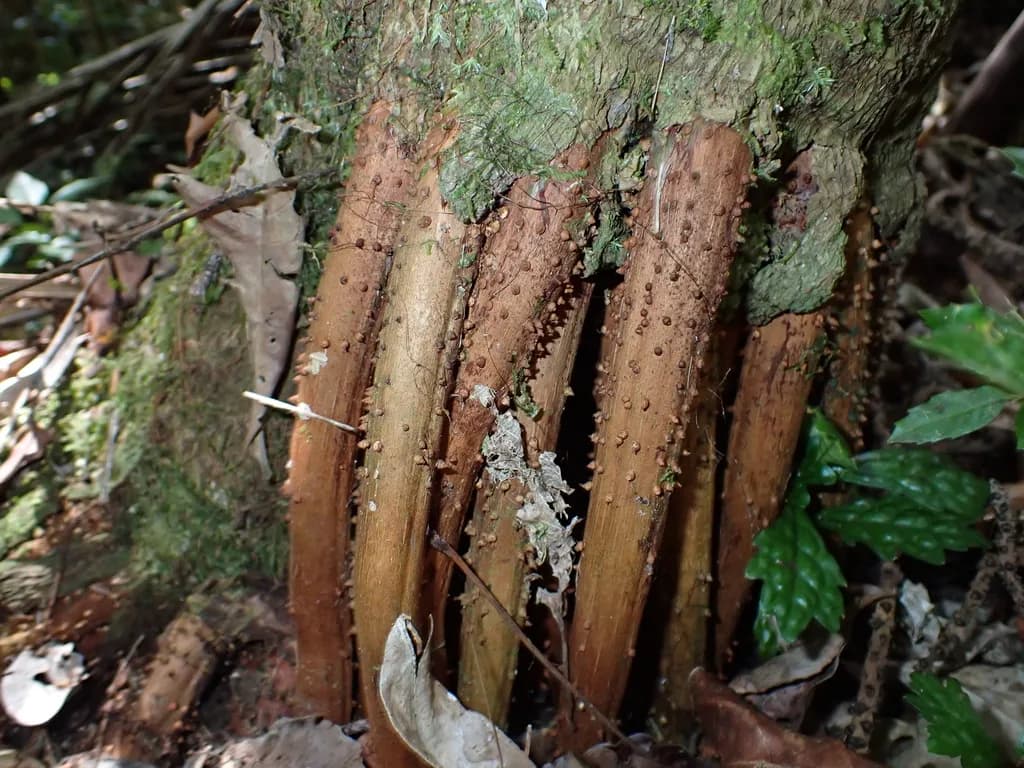 Botanical specimen of Burretiokentia Vieillardii.