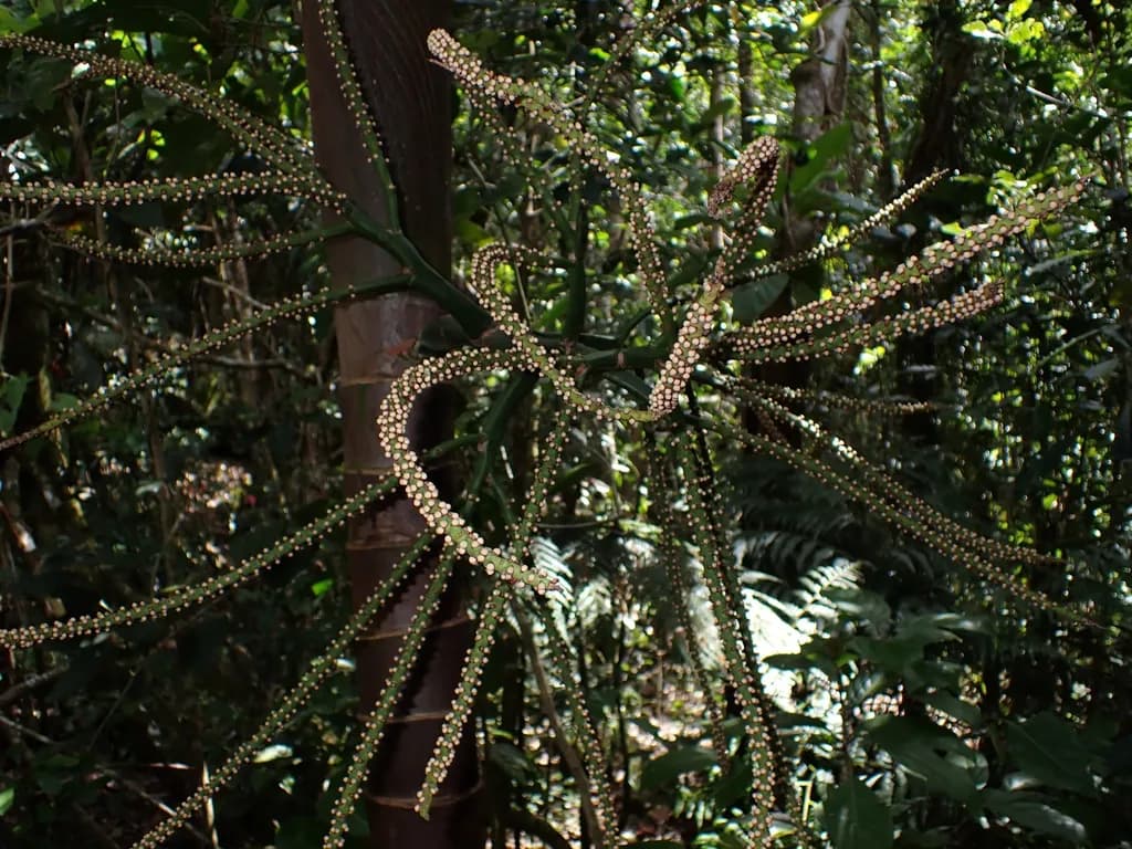 Botanical specimen of Burretiokentia Vieillardii.