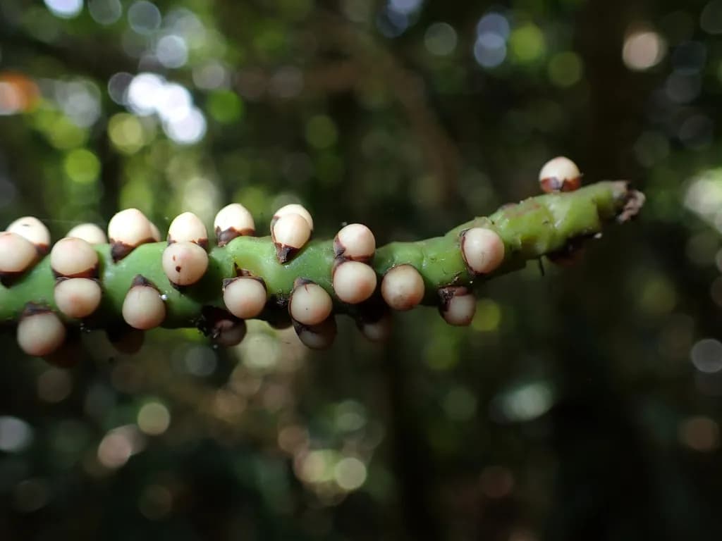 Botanical specimen of Burretiokentia Vieillardii.