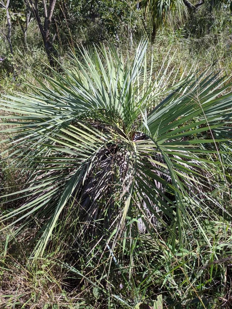 Botanical specimen of Butia Archeri.