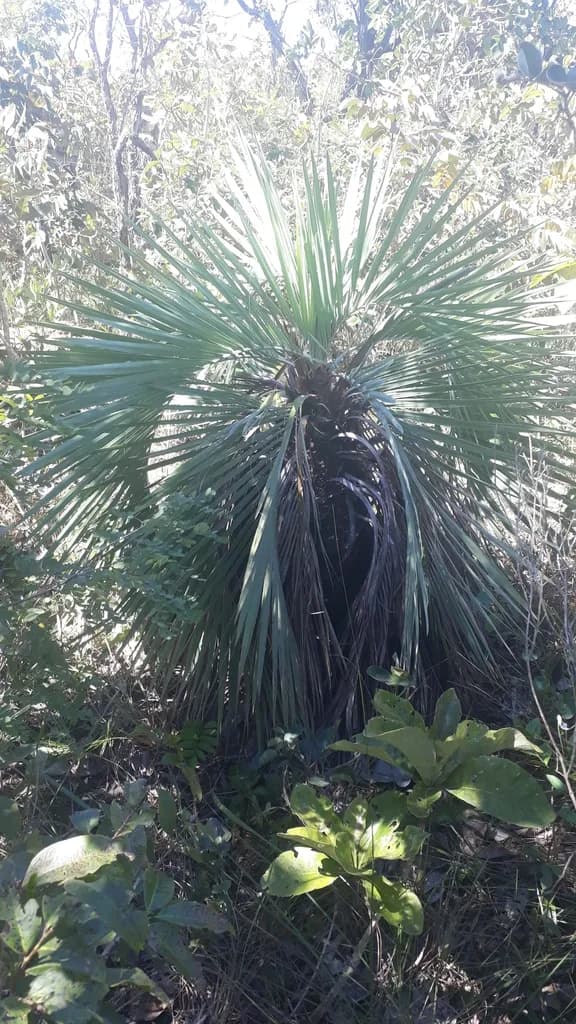 Botanical specimen of Butia Archeri.