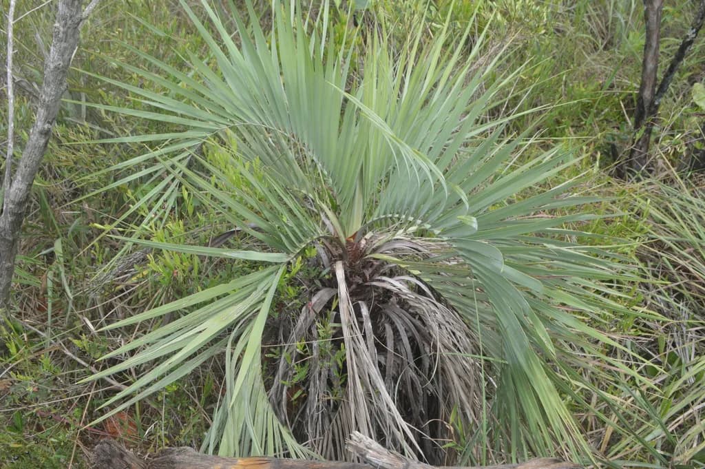 Botanical specimen of Butia Archeri.