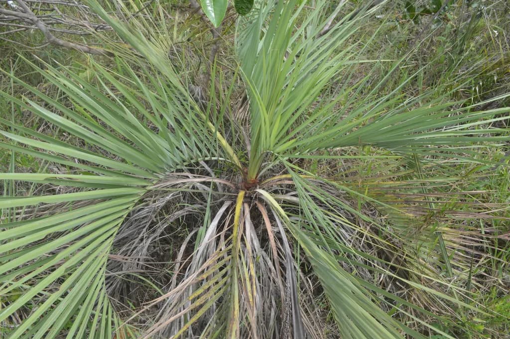 Botanical specimen of Butia Archeri.