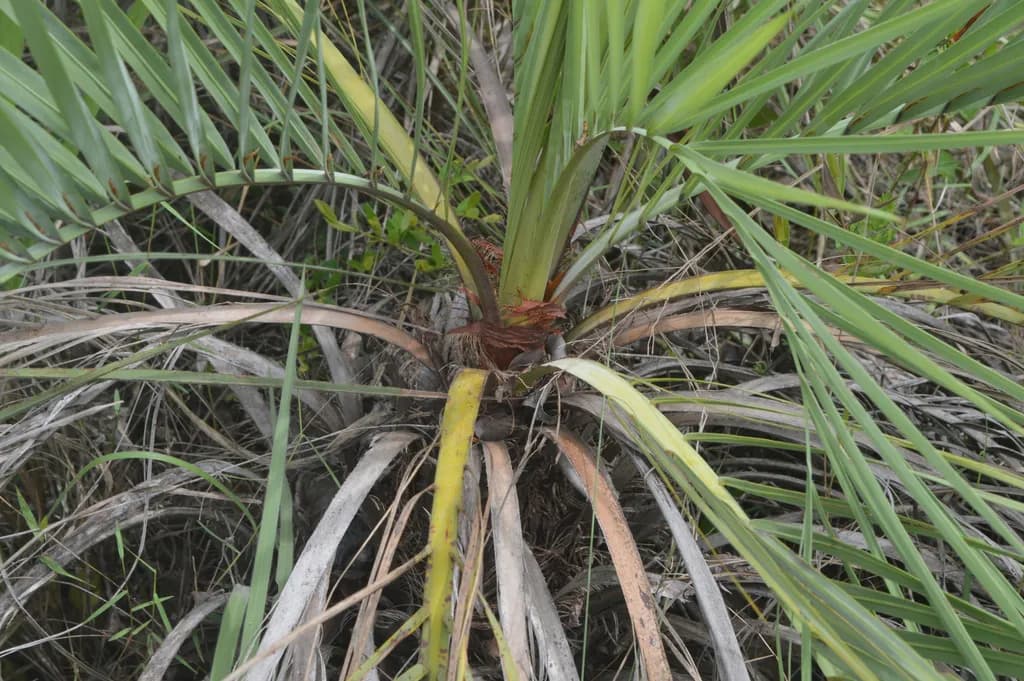 Botanical specimen of Butia Archeri.