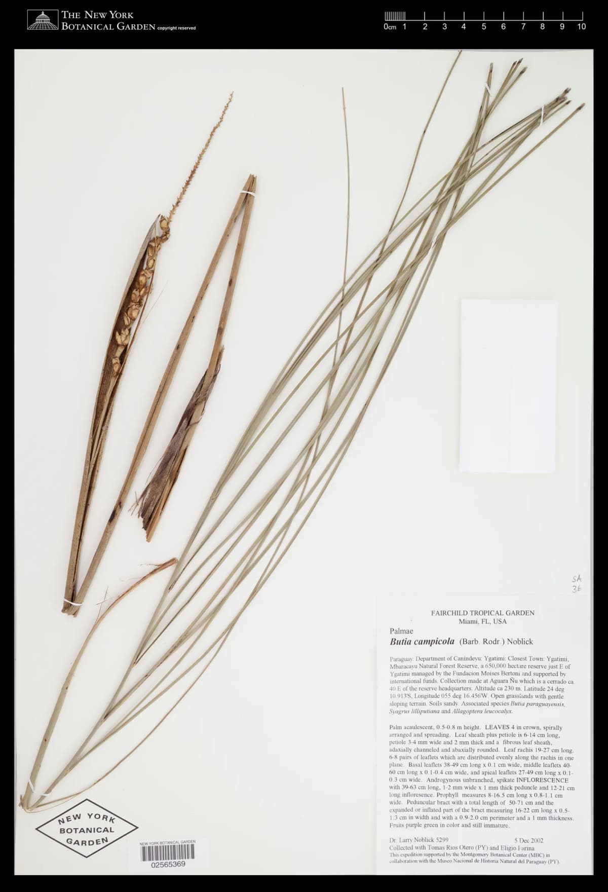 Botanical specimen of Butia Campicola.
