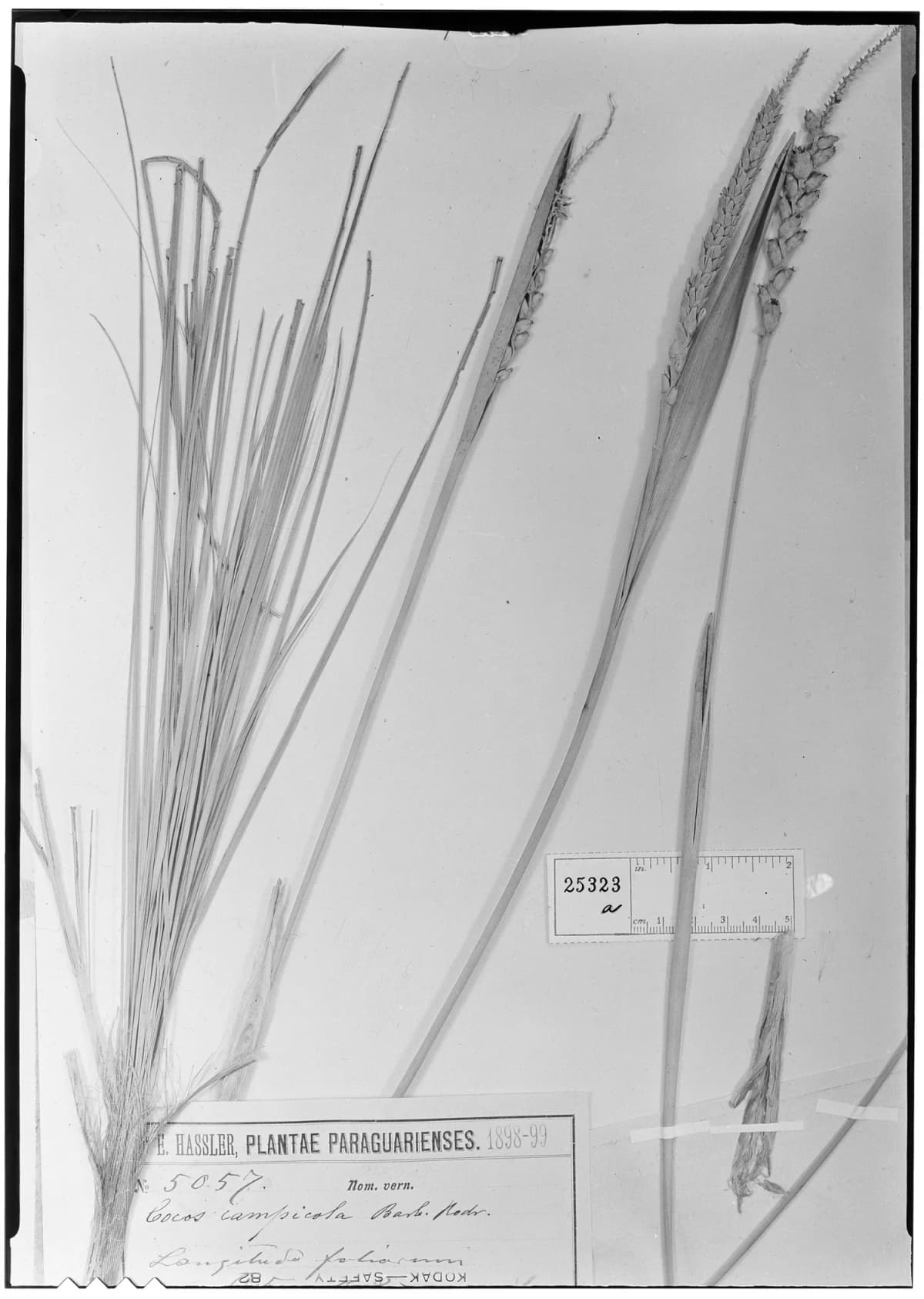 Botanical specimen of Butia Campicola.