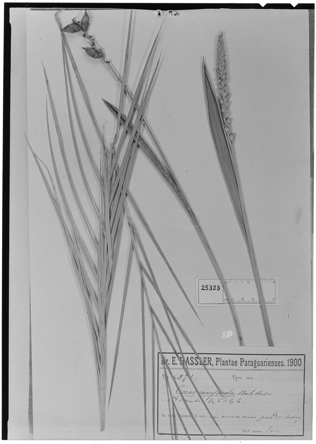 Botanical specimen of Butia Campicola.
