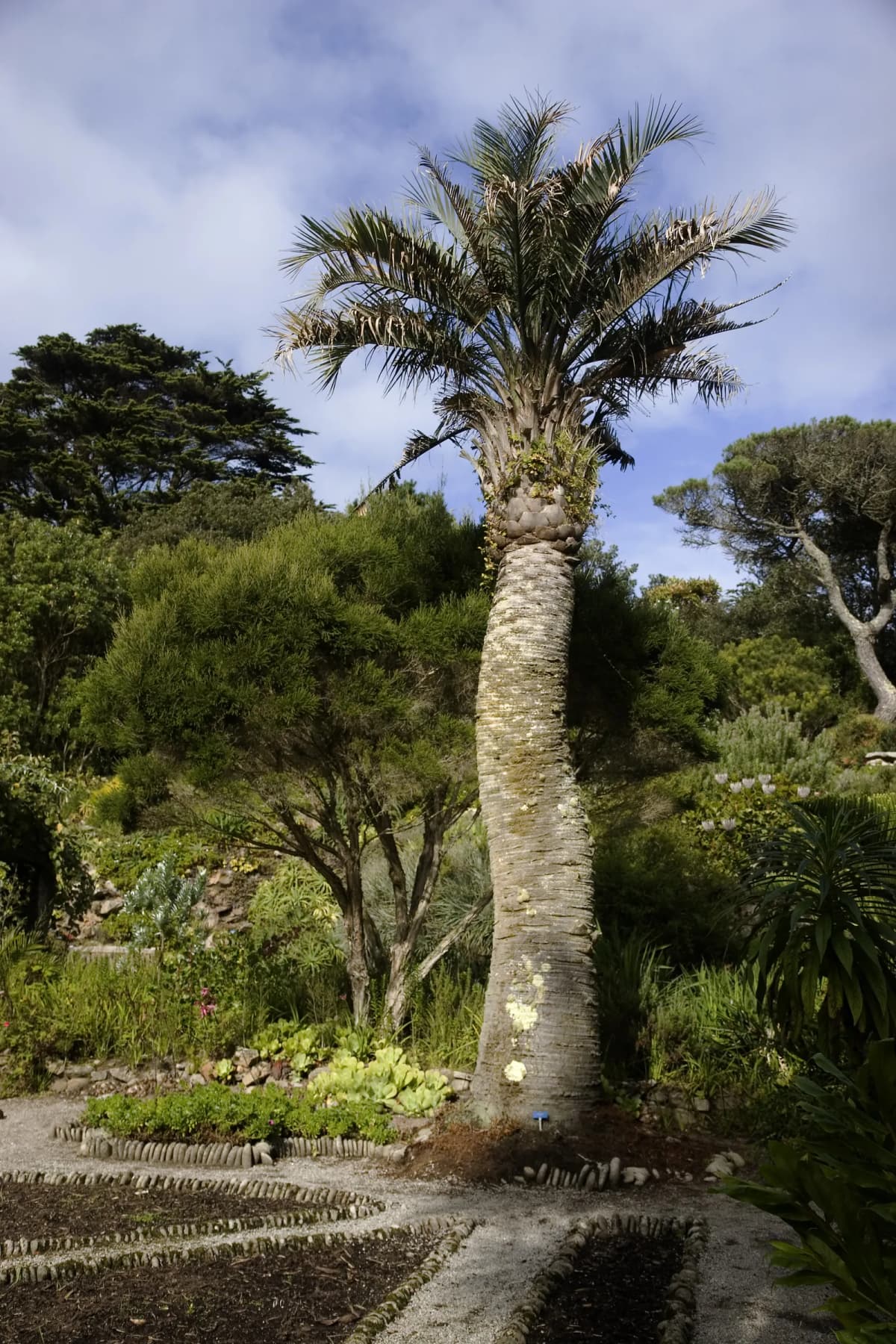 Botanical specimen of Butia Capitata.