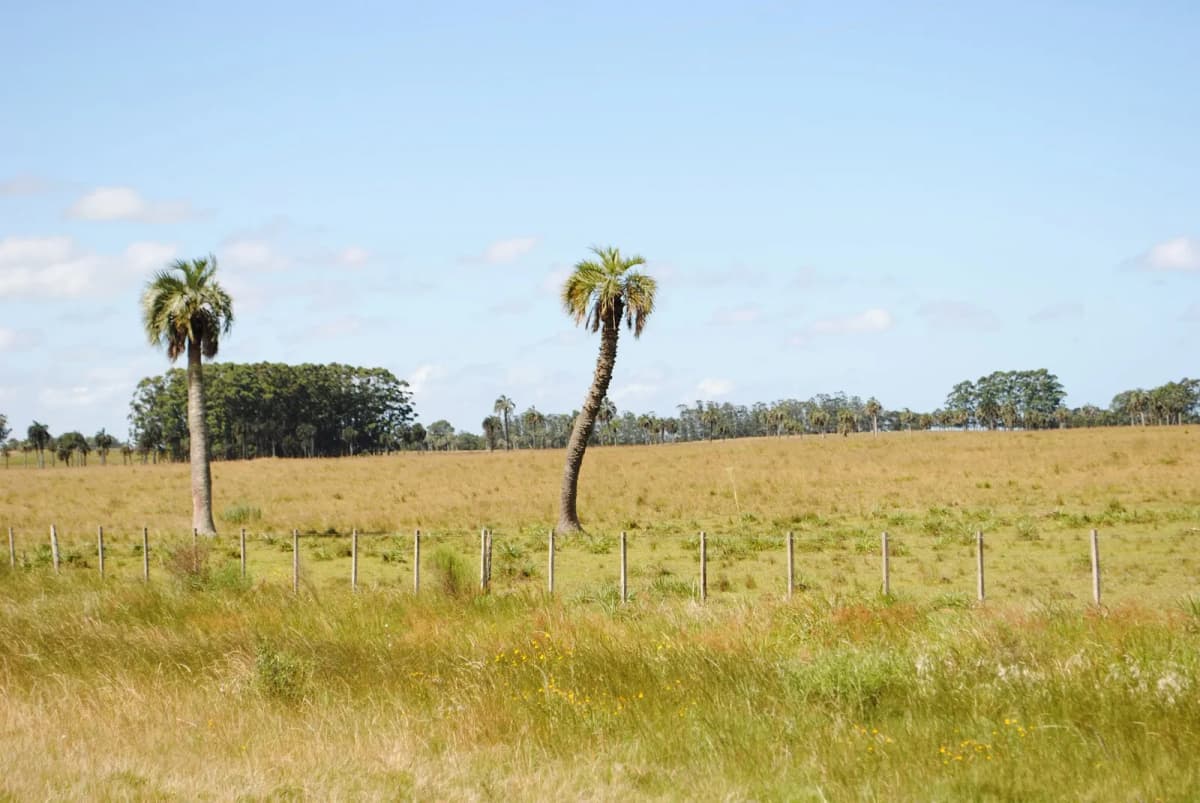 Botanical specimen of Butia Capitata.
