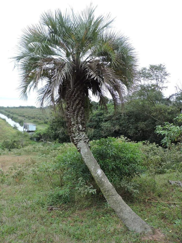 Botanical specimen of Butia Catarinensis.