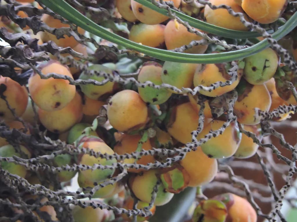 Botanical specimen of Butia Catarinensis.