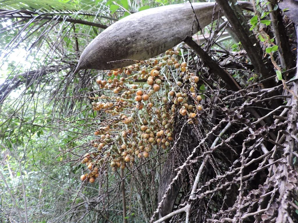 Botanical specimen of Butia Catarinensis.