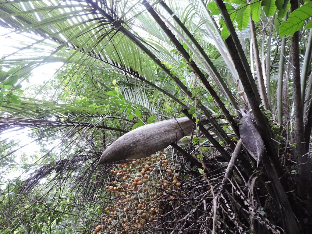 Botanical specimen of Butia Catarinensis.