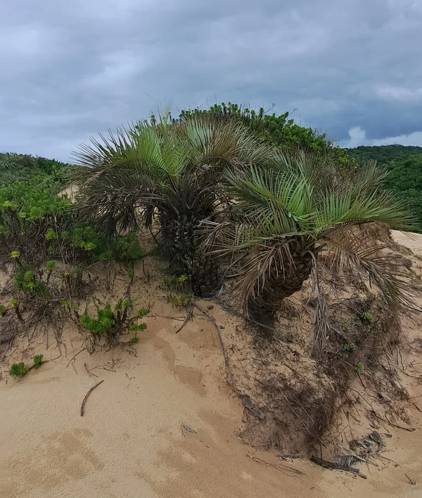 Botanical specimen of Butia Catarinensis.