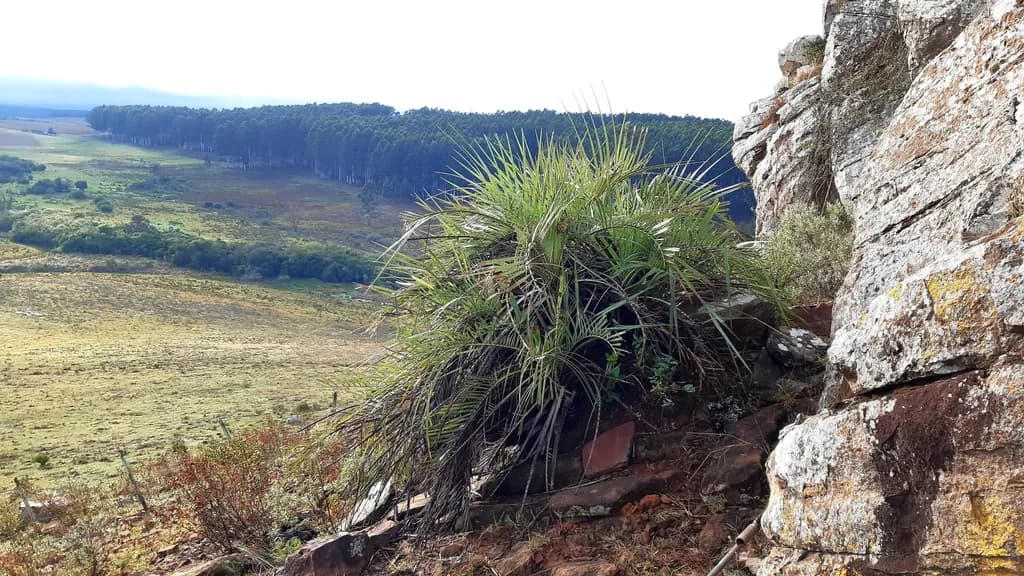 Botanical specimen of Butia Lallemantii.
