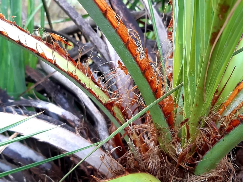 Botanical specimen of Butia Lallemantii.