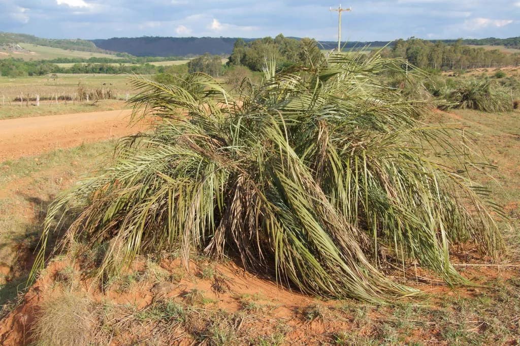 Botanical specimen of Butia Lallemantii.