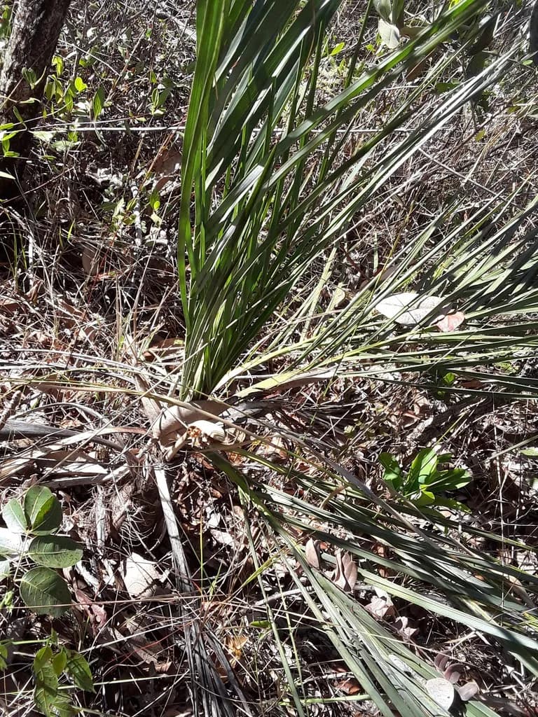 Botanical specimen of Butia Lepidotispatha.