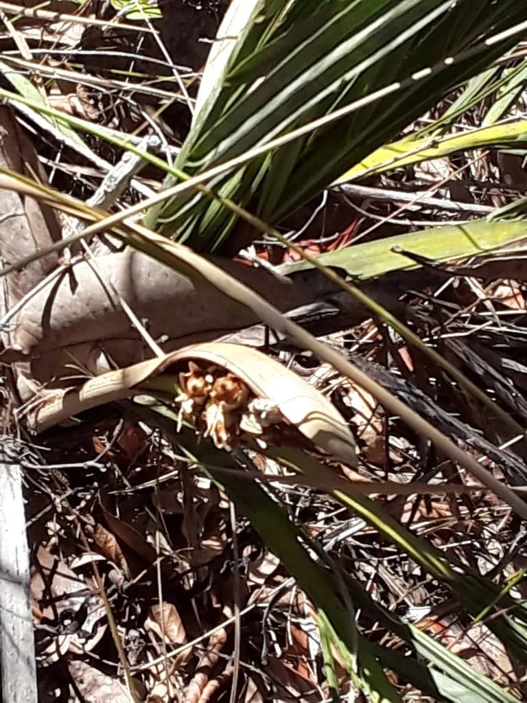 Botanical specimen of Butia Lepidotispatha.