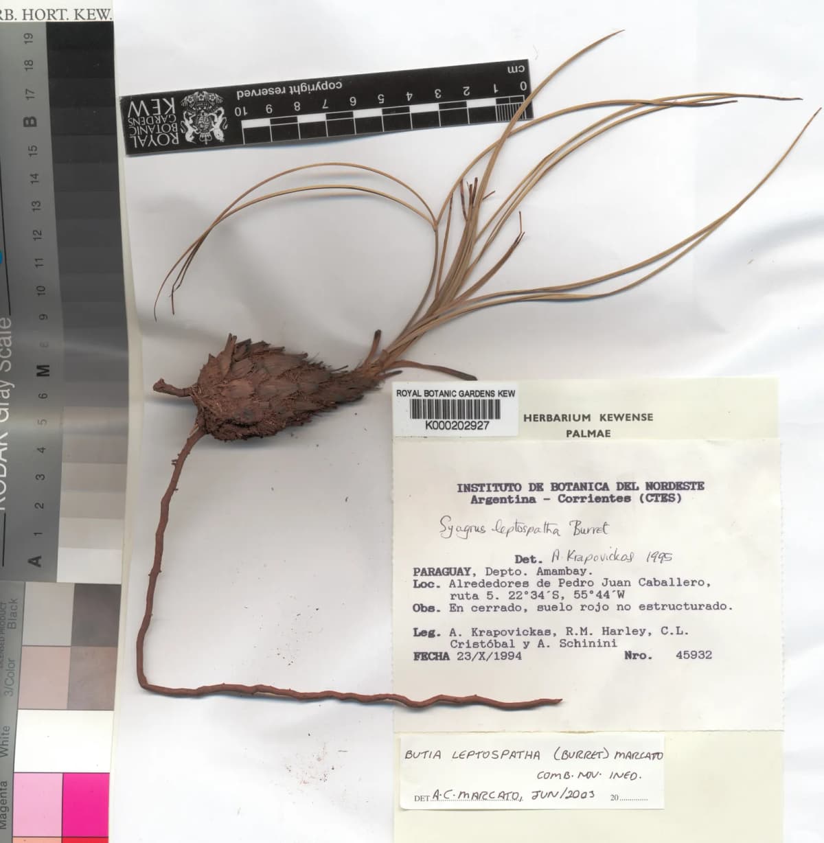 Botanical specimen of Butia Leptospatha.