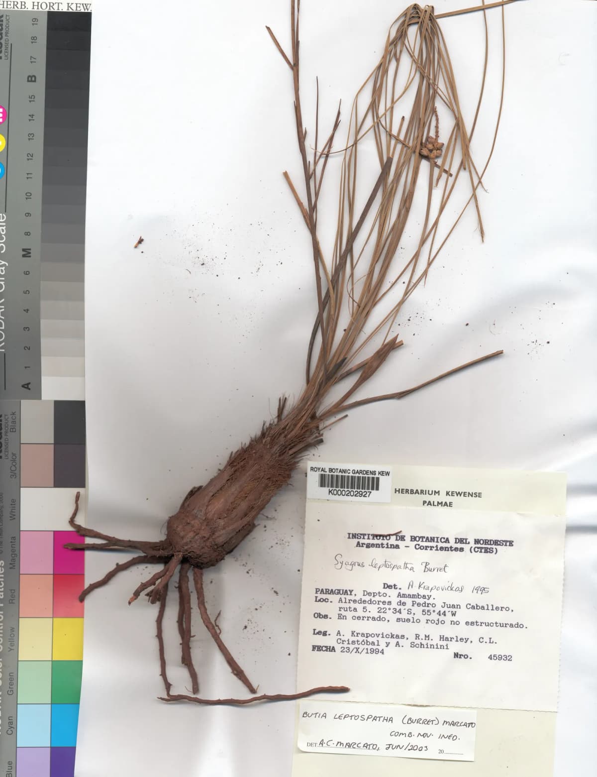 Botanical specimen of Butia Leptospatha.