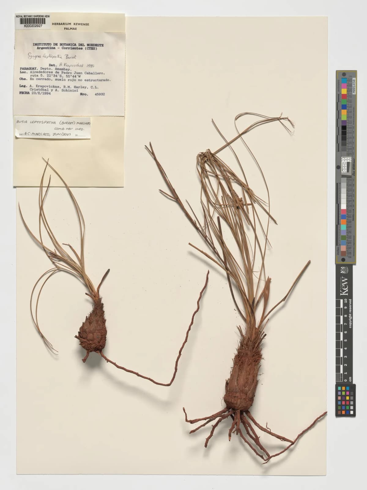 Botanical specimen of Butia Leptospatha.