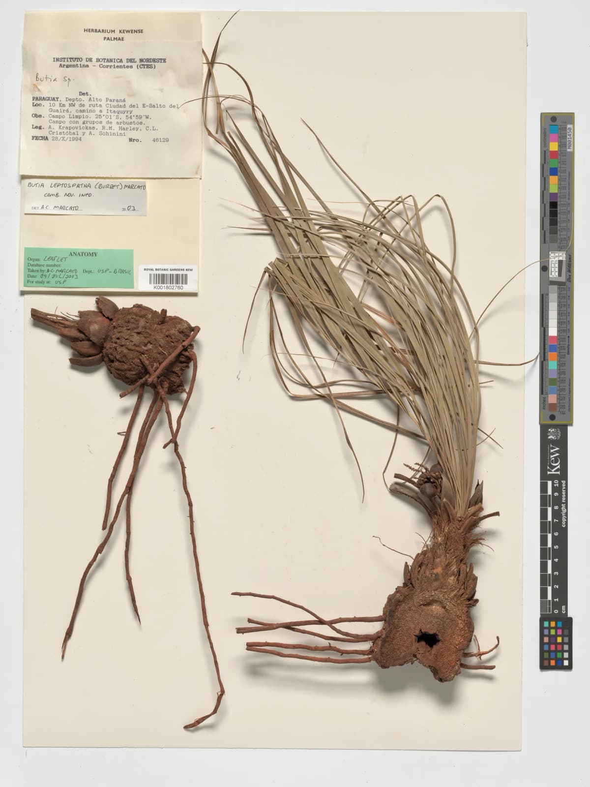 Botanical specimen of Butia Leptospatha.