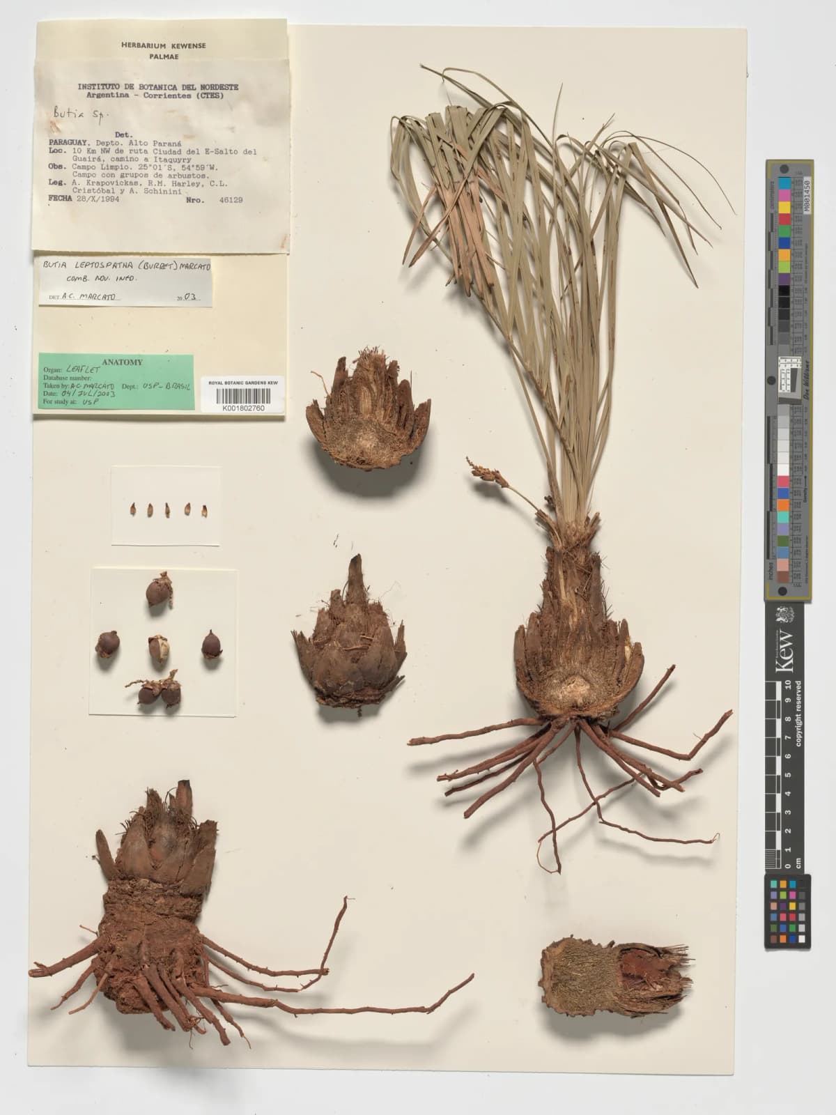 Botanical specimen of Butia Leptospatha.