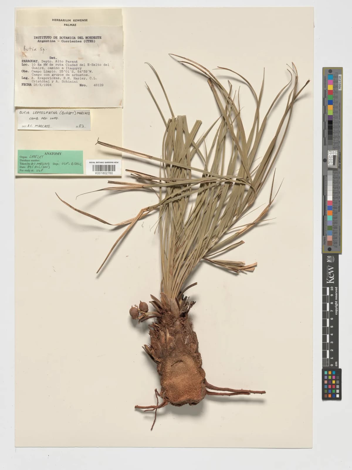 Botanical specimen of Butia Leptospatha.