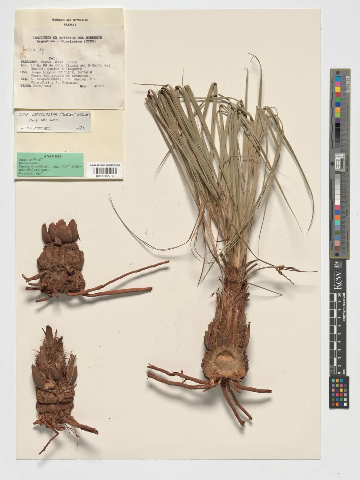 Botanical specimen of Butia Leptospatha.