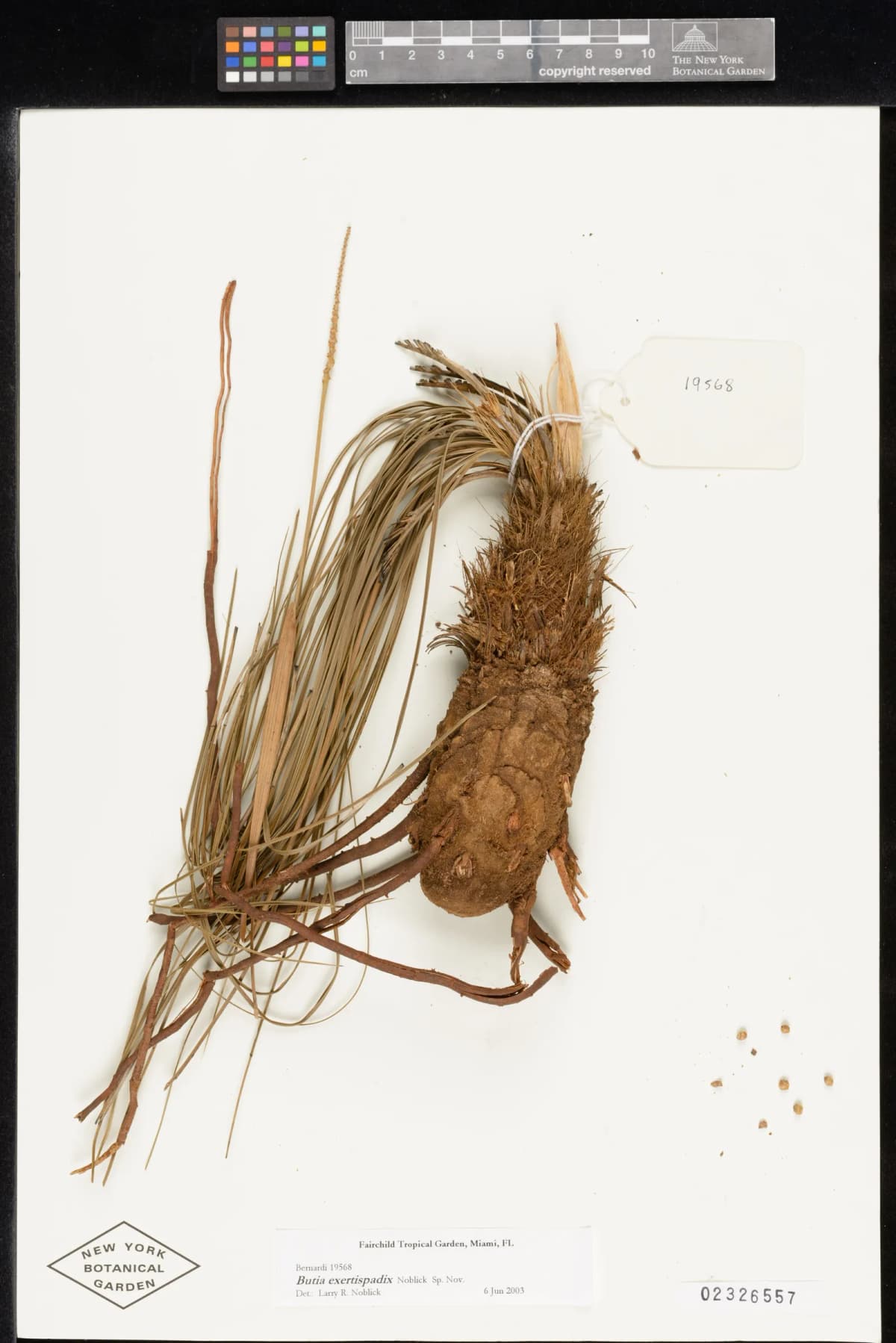 Botanical specimen of Butia Leptospatha.