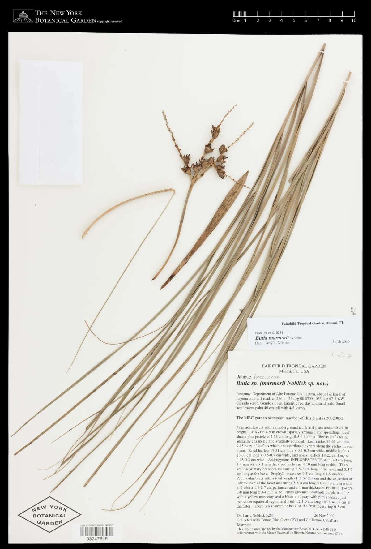 Botanical specimen of Butia Marmorii.