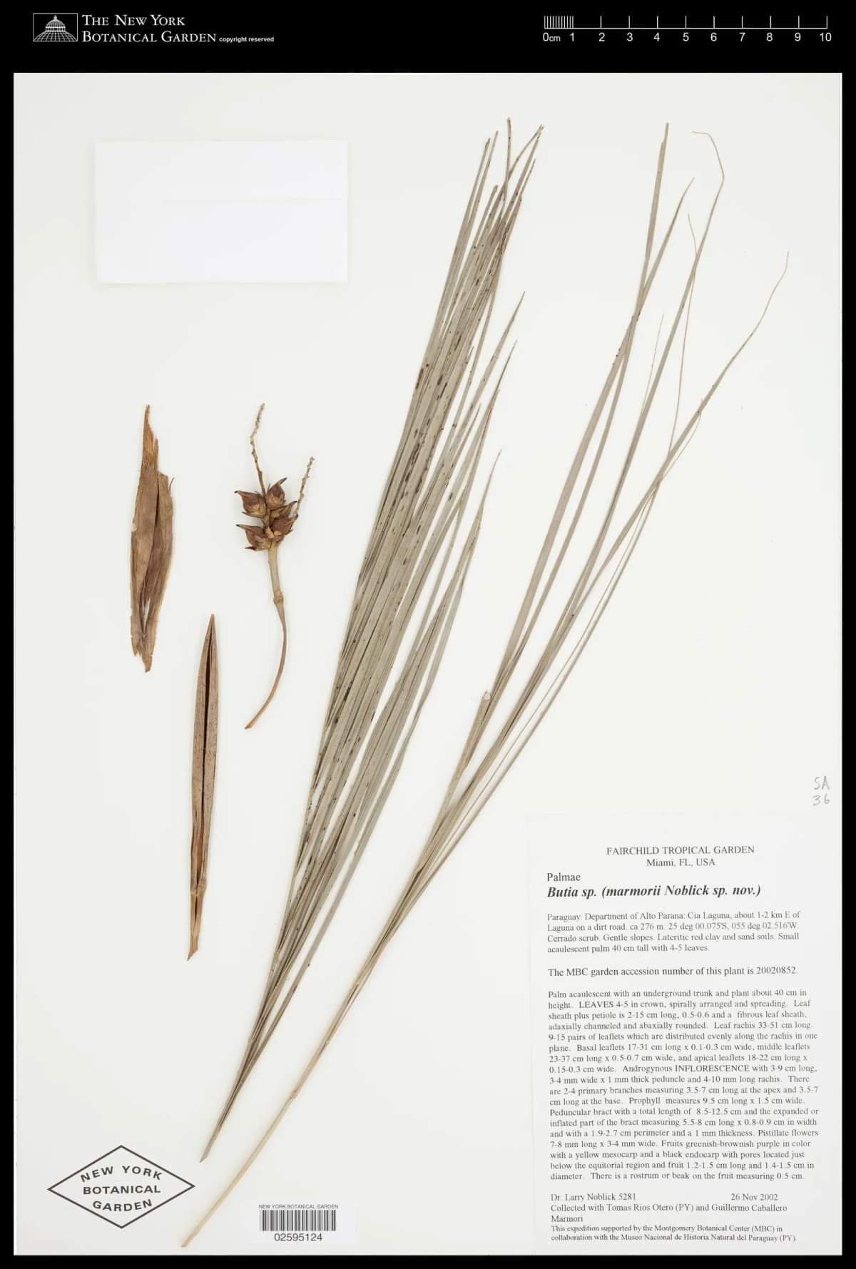 Botanical specimen of Butia Marmorii.