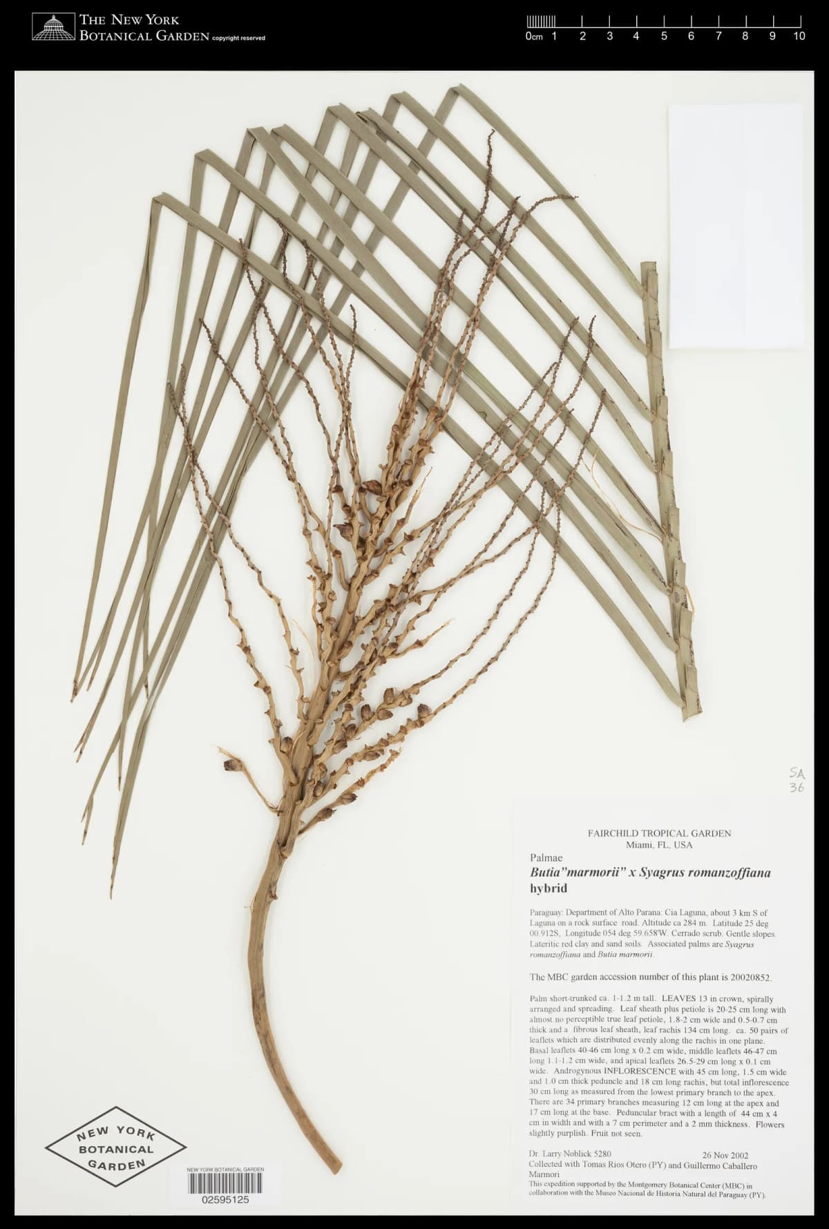 Botanical specimen of Butia Marmorii.