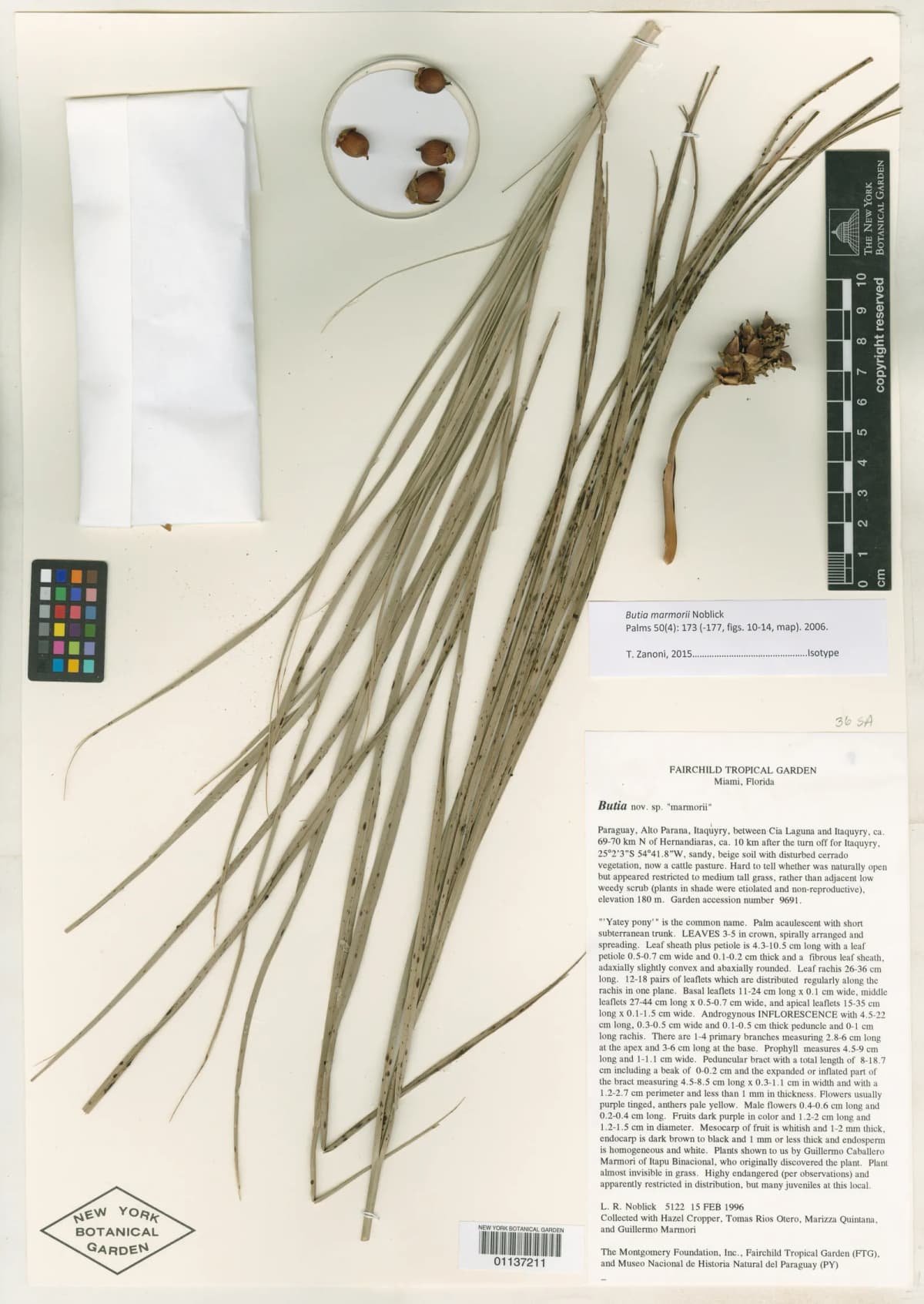 Botanical specimen of Butia Marmorii.