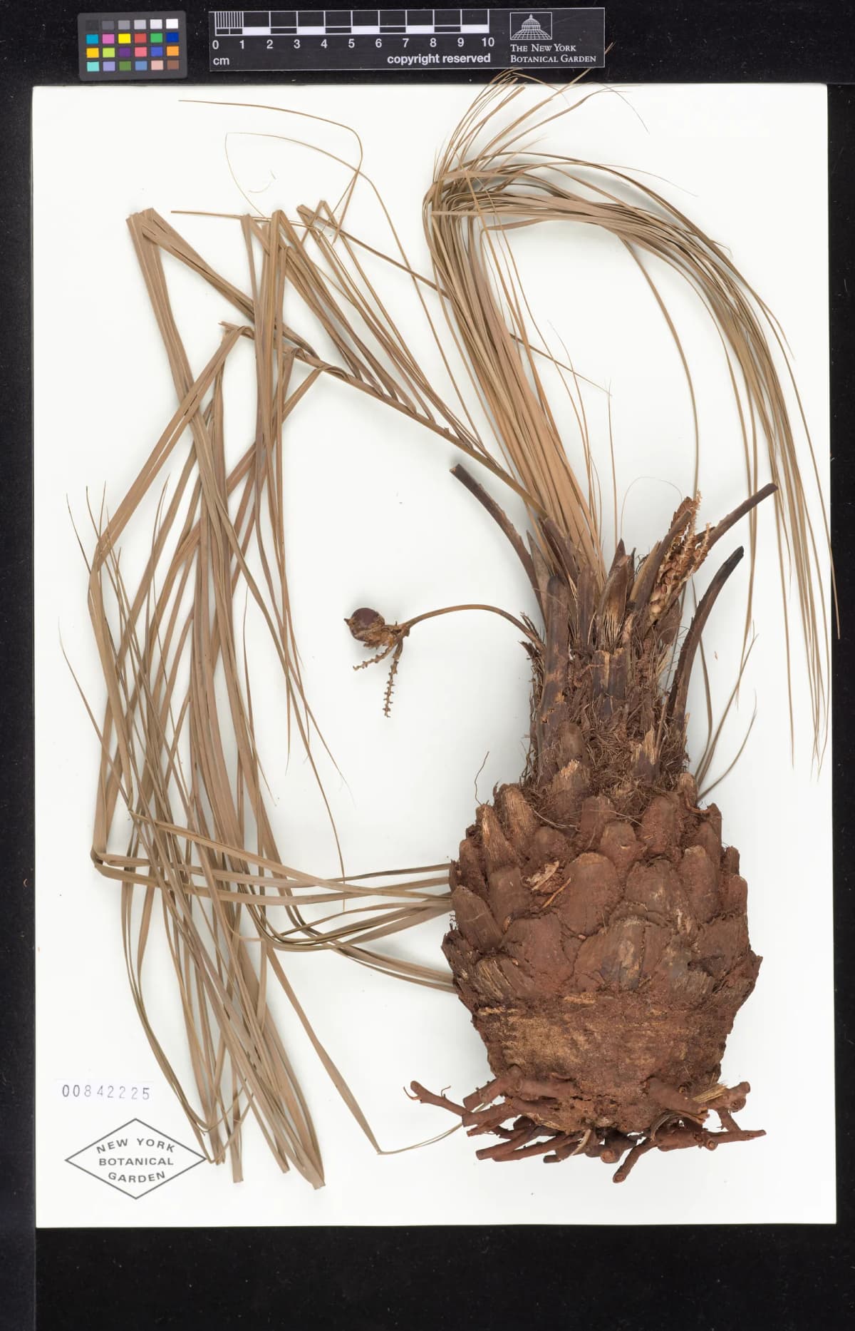 Botanical specimen of Butia Marmorii.