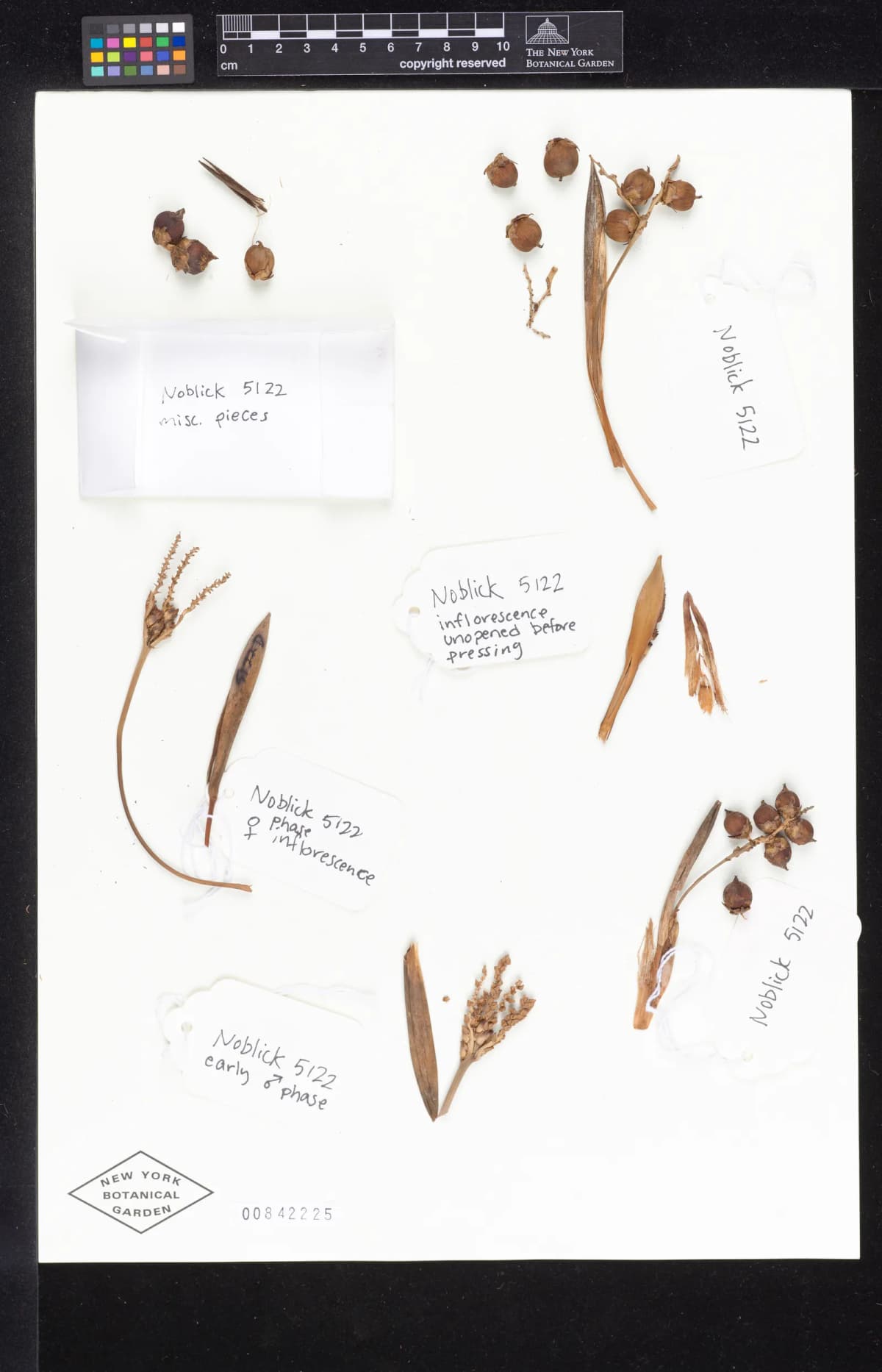 Botanical specimen of Butia Marmorii.