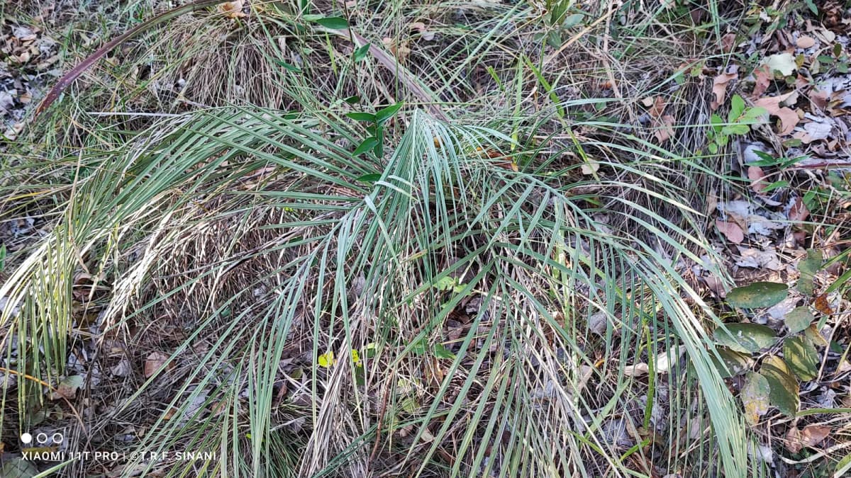 Botanical specimen of Butia Matogrossensis.